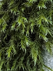 Racomitrium lawtonae