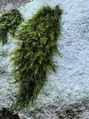 Racomitrium lawtonae