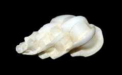 Gyroscala statuminata