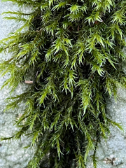 Racomitrium lawtonae