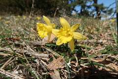 Narcissus minor