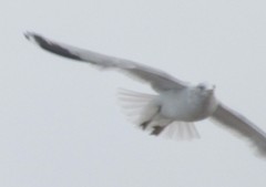 Larus delawarensis