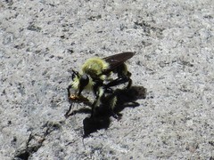 Laphria sackeni