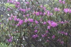 Rhododendron polylepis