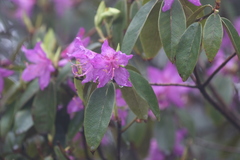 Rhododendron polylepis