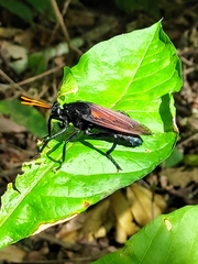 Protomydas rubidapex