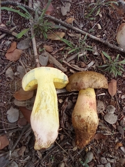 Butyriboletus fechtneri