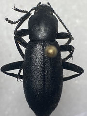 Eleodes nigrina