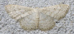 Scopula benitaria