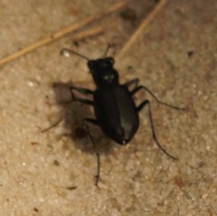 Cicindela nigrior