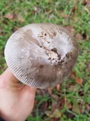Amanita protecta
