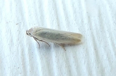 Calosima dianella