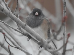Junco hyemalis montanus