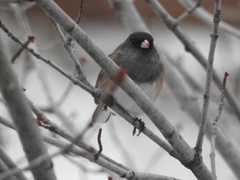 Junco hyemalis montanus