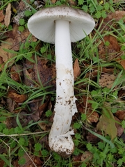 Amanita protecta