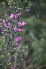 Gompholobium scabrum