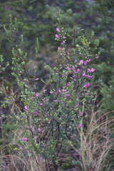 Gompholobium scabrum