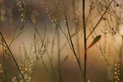 Polygonella gracilis