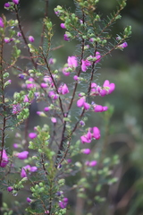 Gompholobium scabrum