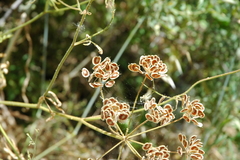 Leiotulus aureus
