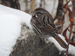 Melospiza melodia