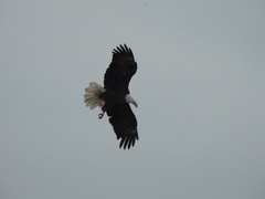 Haliaeetus leucocephalus