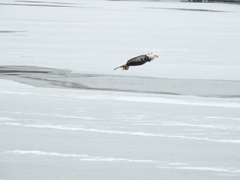 Haliaeetus leucocephalus