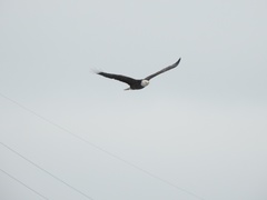 Haliaeetus leucocephalus