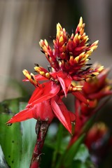 Aechmea tillandsioides