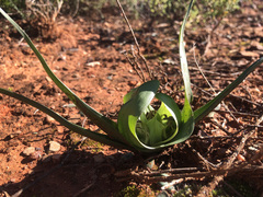 Colchicum eucomoides