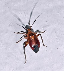 Horciasinus argentinus