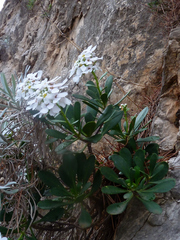 Iberis semperflorens