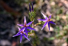 Calectasia intermedia