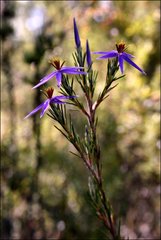Calectasia intermedia