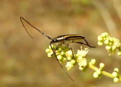 Sphaenothecus maccartyi