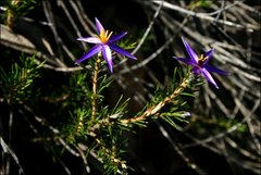 Calectasia intermedia