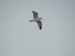 Larus argentatus
