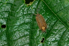 Dubioniscus marmoratus