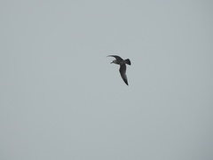 Larus argentatus