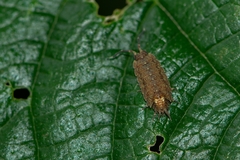 Dubioniscus marmoratus