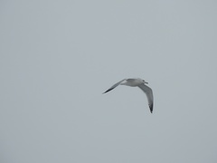 Larus argentatus
