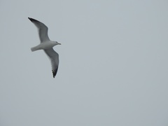 Larus argentatus