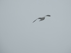 Larus argentatus