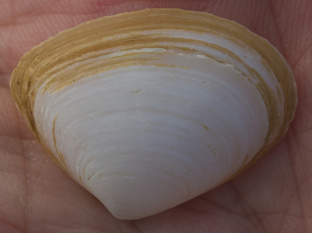 Striated Little Triangle Shell