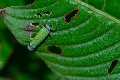 Versigonalia vermiculata