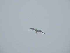 Larus argentatus