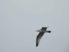 Larus argentatus