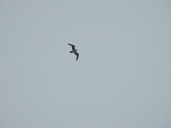 Larus argentatus