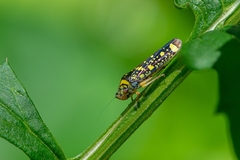 Aulacizes conspersa