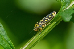 Aulacizes conspersa
